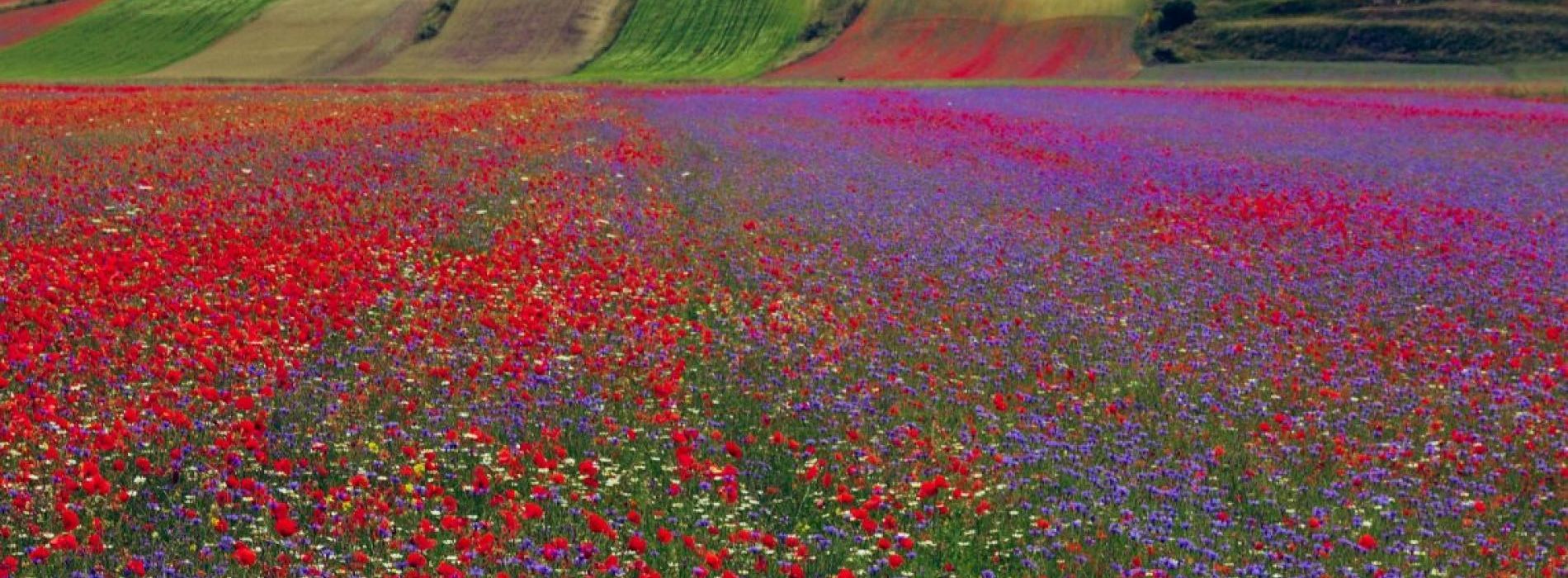 Teatri e Fiori, da Pesaro a Norcia